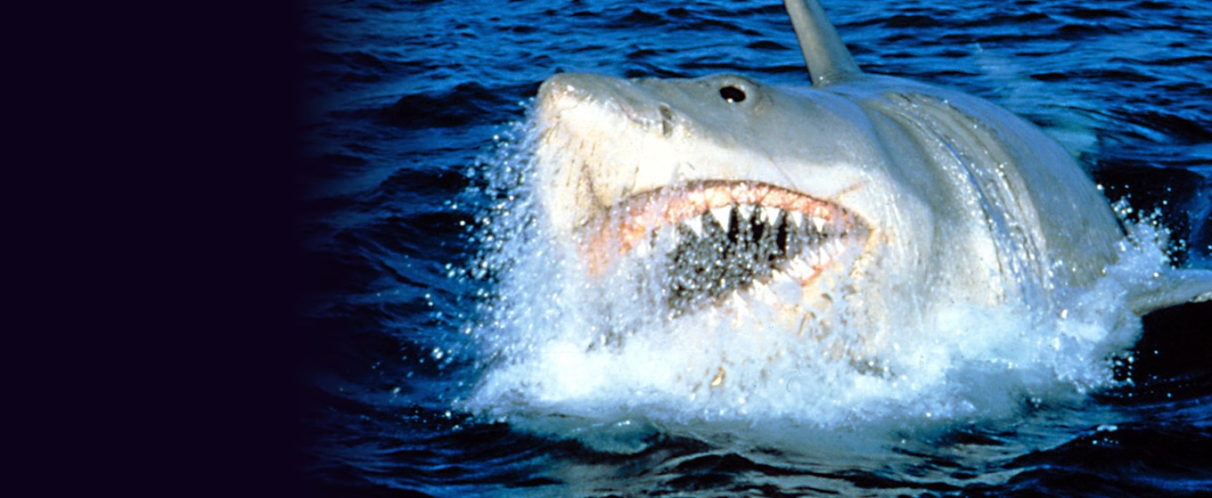 Jaws